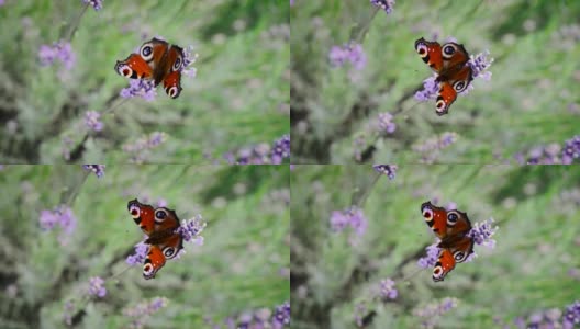 清晨的薰衣草花上，长着橙黑色翅膀的蝴蝶在飞翔。帝王蝶的特写镜头。美丽的大自然在夏季高清在线视频素材下载