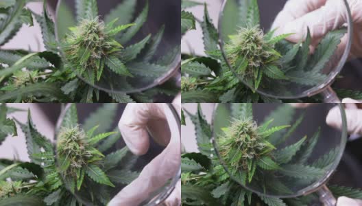 研究人员戴着白手套，用放大镜在实验室中鉴定生长大麻的植物性、替代性药物实验、天然植物的植物成分和知识高清在线视频素材下载
