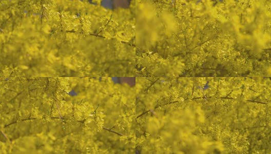 树背景上的黄色花朵，4k慢镜头，60帧/秒高清在线视频素材下载