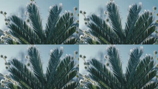在美丽的晨光中拍摄的含羞草叶子和花朵的特写高清在线视频素材下载