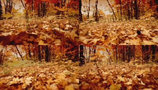 秋天的森林里高清在线视频素材下载