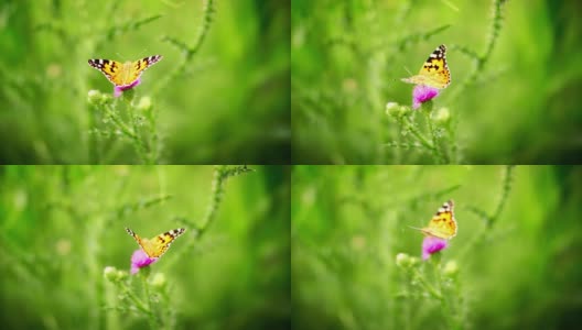 蝴蝶在花上。高清在线视频素材下载