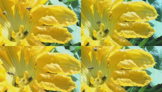 慢动作蜜蜂在南瓜花上高清在线视频素材下载