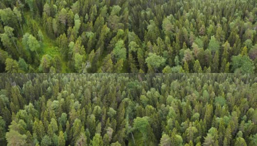 在森林上空飞行，在夏天从空中俯瞰森林。无人机拍摄飞越树顶，自然背景高清在线视频素材下载