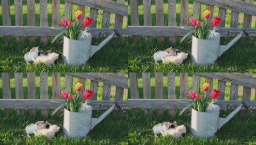 在一个阳光明媚的春日里，三只刚出生的被吓瞎了的小猫抱成一团，坐在院子里洒满鲜花的洒水罐旁的草地上高清在线视频素材下载
