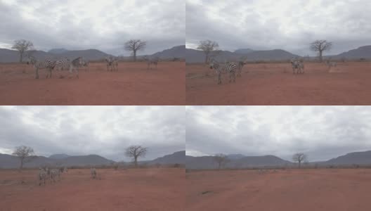 肯尼亚丛林里奔跑的斑马高清在线视频素材下载