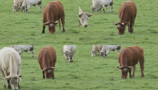 牛吃草。高清在线视频素材下载