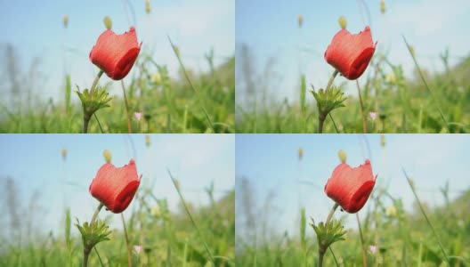 红色野花的时光流逝高清在线视频素材下载