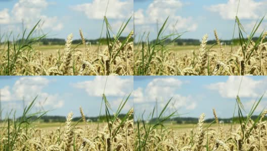 Wheat高清在线视频素材下载