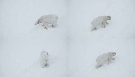 雪中的小熊高清在线视频素材下载