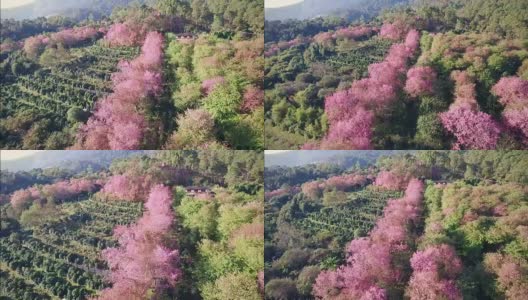 泰国北部的樱花或樱(sakura thailand)正在盛开。高清在线视频素材下载