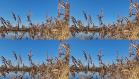芦苇在风中缓慢移动。在湛蓝的湖面上拍摄的自然美景。高清在线视频素材下载