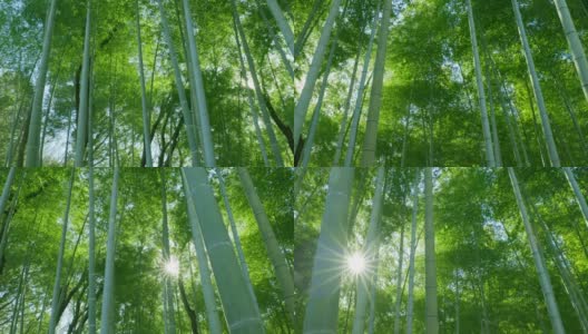 绿油油的竹林，阳光普照高清在线视频素材下载