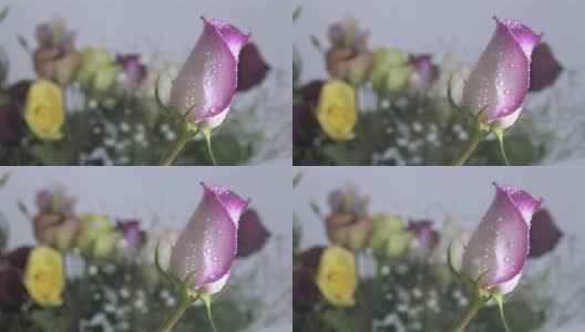 雨中的紫玫瑰高清在线视频素材下载