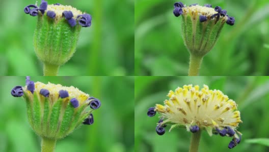 美丽花种子-蓝色雏菊蒲公英高清在线视频素材下载
