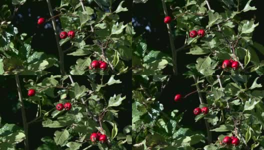 红山楂浆果拍摄于十月高清在线视频素材下载