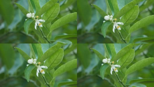 酸橙花高清在线视频素材下载