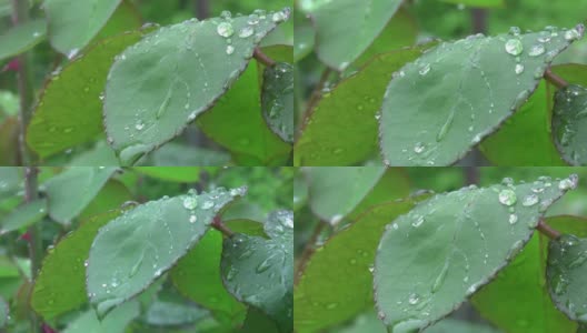 一场大雨过后，春雨滴在树叶上是美丽的，清晰得像一声哨子高清在线视频素材下载