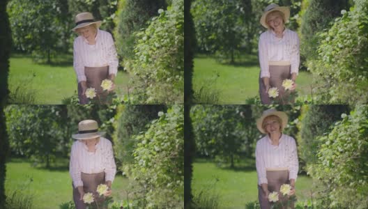 中景拍摄满意快乐的老女人欣赏着花园里的黄玫瑰，微笑着看着镜头。白人退休人员享受园艺的肖像在阳光下摆姿势的慢动作。高清在线视频素材下载