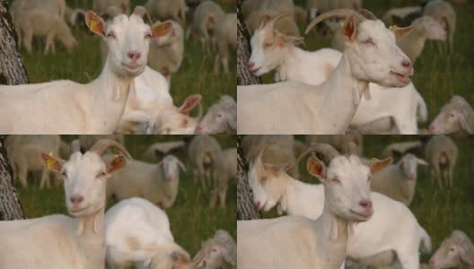 田野里有山羊和绵羊高清在线视频素材下载