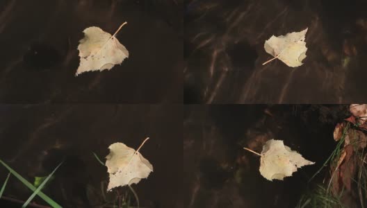 小虫子在漂浮的叶子上找到了出路高清在线视频素材下载
