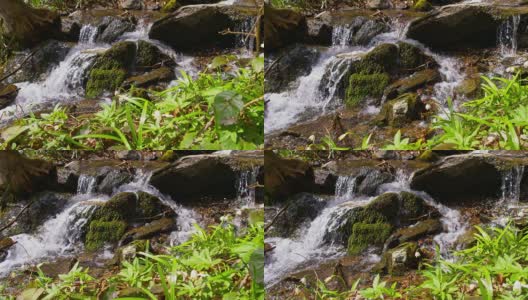 SLO MO雪花莲生长在小溪在森林高清在线视频素材下载