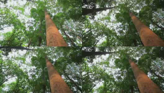 在泰国国家公园的大树在推拉拍摄高清在线视频素材下载