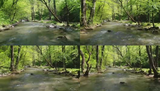 森林中的小溪高清在线视频素材下载