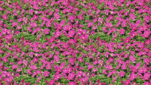 在阳光地里盛开的粉红色牵牛花的镜头高清在线视频素材下载