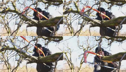 园丁正在砍树枝，修剪果树，用手用弓锯高清在线视频素材下载