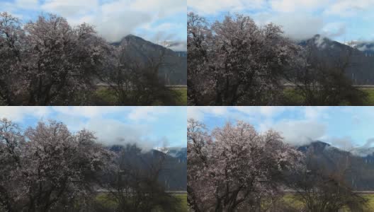 西藏林芝地区，桃花盛开。高清在线视频素材下载