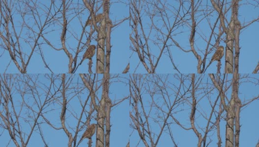 两只鸟最终从一棵光秃秃的树上飞走的广角镜头高清在线视频素材下载