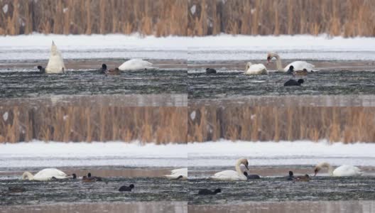 天鹅和白骨顶在水冰湖中寻找食物，鸭子在休息高清在线视频素材下载