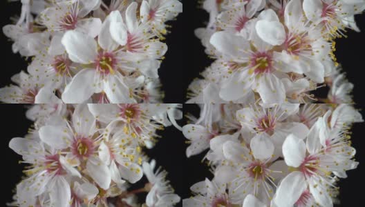 樱桃树的花。微距镜头高清在线视频素材下载