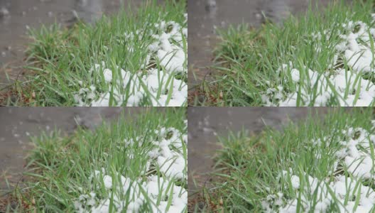 年轻的草和雪(年轻的草和雪)高清在线视频素材下载
