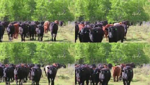 牛群在田间奔跑高清在线视频素材下载