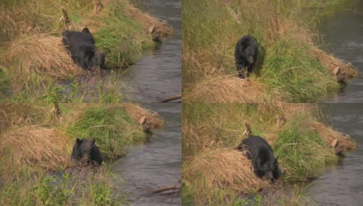 黑熊捕鱼鲑鱼溪阿拉斯加灰熊棕色加拿大旅游高清在线视频素材下载