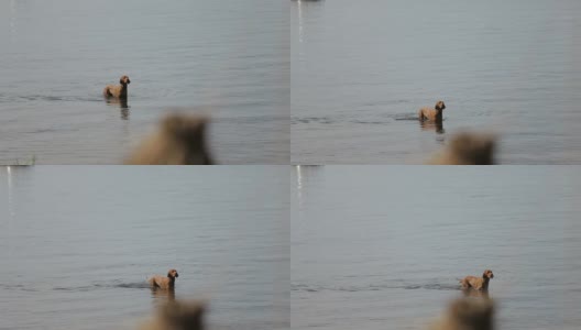 狗在水里游泳。高清在线视频素材下载