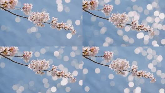 日本川口湖上美丽的樱花和淡淡的水景高清在线视频素材下载