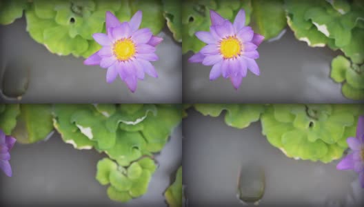高清多莉:紫色睡莲在池塘。高清在线视频素材下载