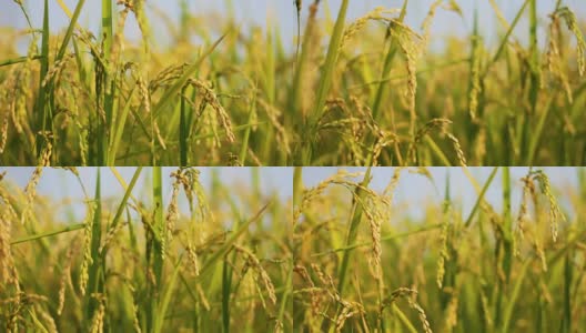 泰国北部的稻田高清在线视频素材下载