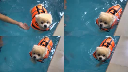 狗在游泳池游泳高清在线视频素材下载
