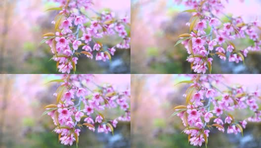 樱花枝与粉红色的花蕾在花园里花朵的特写高清在线视频素材下载