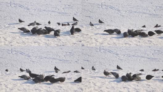 鸽子在雪地里吃东西的特写镜头。高清在线视频素材下载