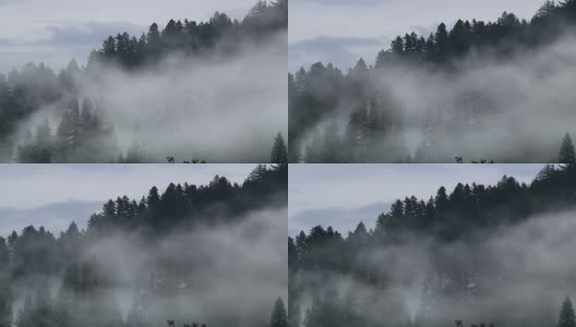 滚动森林Cloudscape高清在线视频素材下载