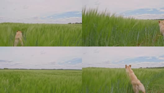 SLO MO狗跑过大麦高清在线视频素材下载