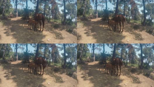 森林里的小马和母马高清在线视频素材下载