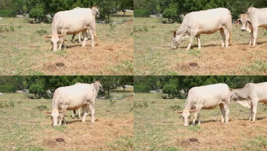 牛在田里吃草高清在线视频素材下载