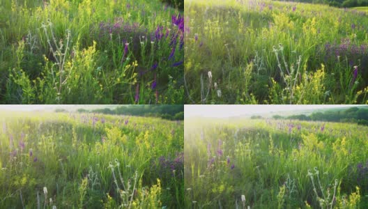 春天的野地里有香草和鲜花。高清在线视频素材下载