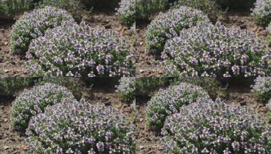 种植园里常见的百里香开花植物在风中摇曳高清在线视频素材下载